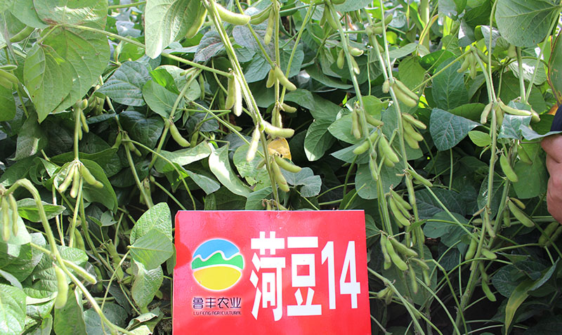 菏豆14